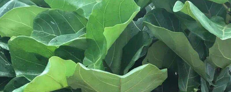 琴叶榕叶子变浅怎么办