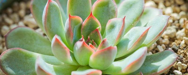 肉肉植物的养殖