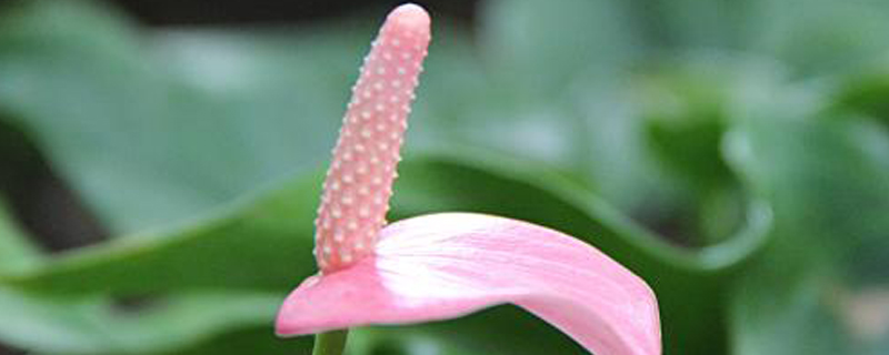 粉掌能养多少年