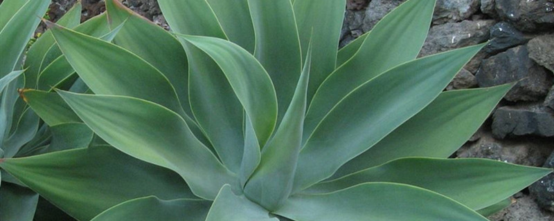 狐尾龙舌兰换盆时间