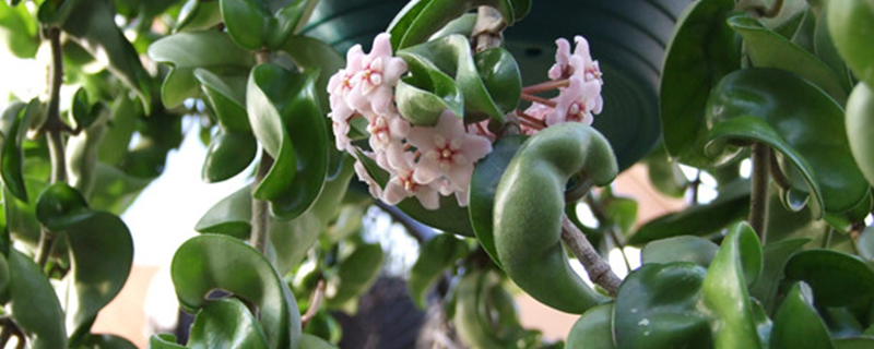 卷叶球兰几天浇一次