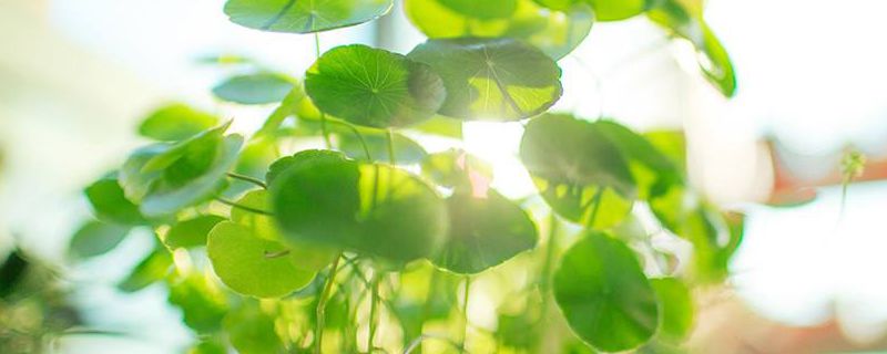 刚扦插铜钱草叶子蔫了怎么回事