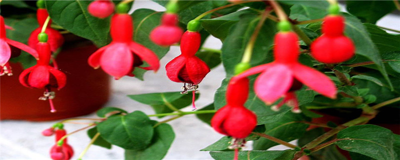 倒挂金钟的水扦插方法