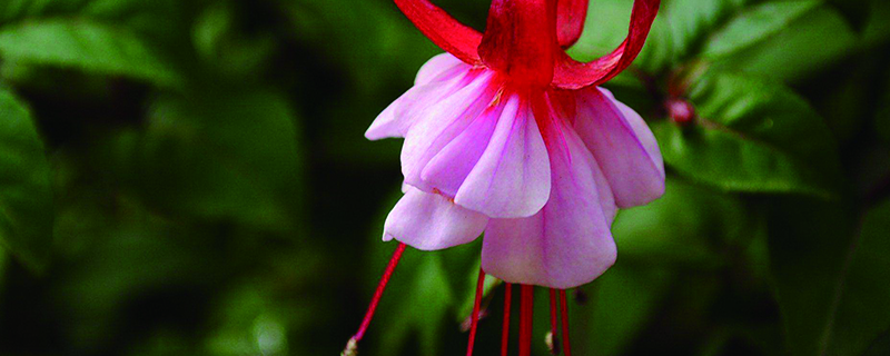 倒挂金钟能扦插么