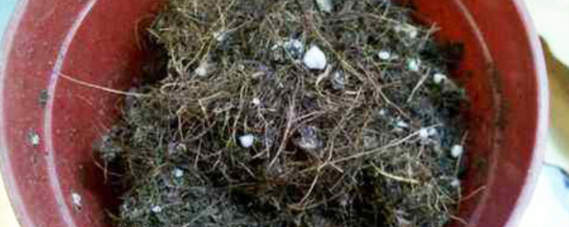 棣棠扦插用什么基质好