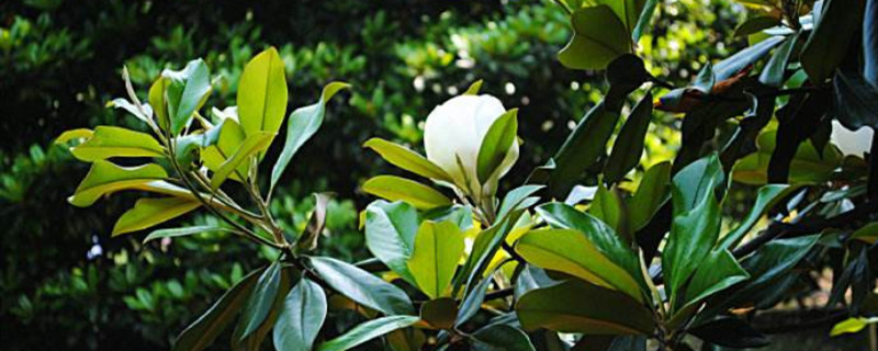 广玉兰的扦插方法