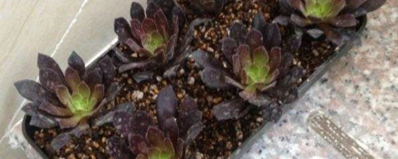 法师什么时候剪枝扦插