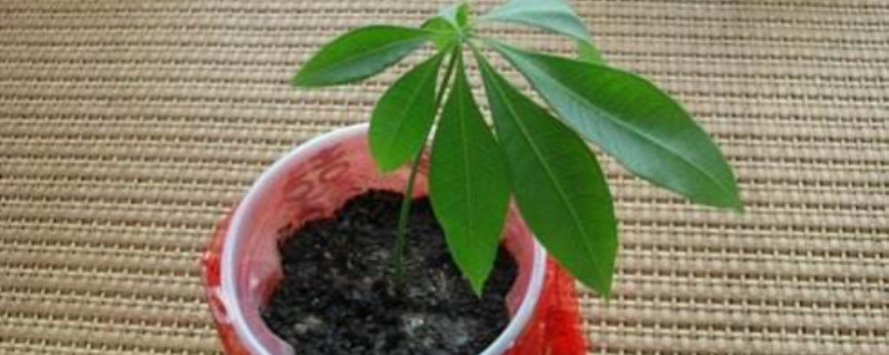 发财树扦插好活吗