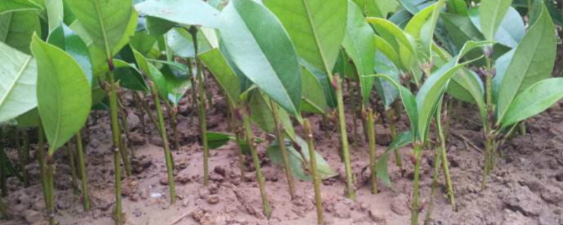 桂花三月份可以扦插吗