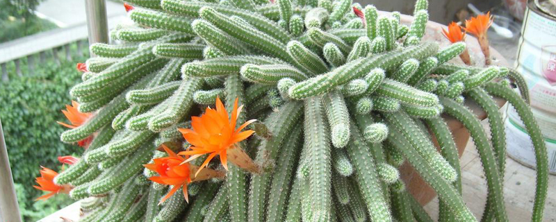 金手指什么时候扦插