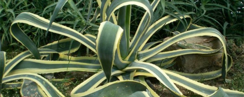 金边龙舌兰可以扦插吗