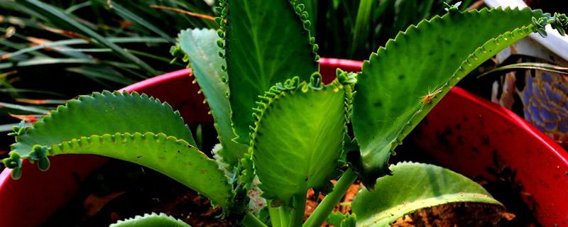 落地生根的叶子可以扦插吗