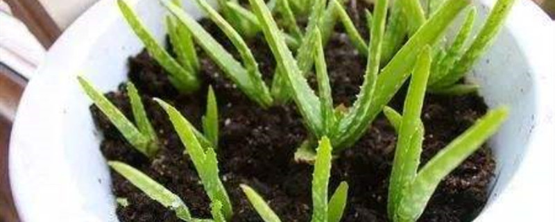 芦荟叶怎么扦插