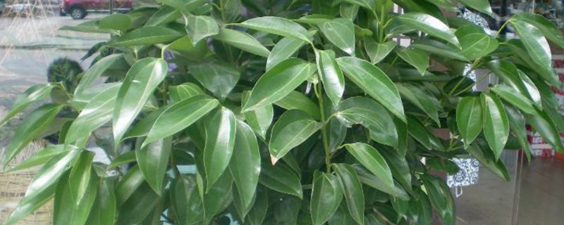 平安树扦插新的枝条能活吗