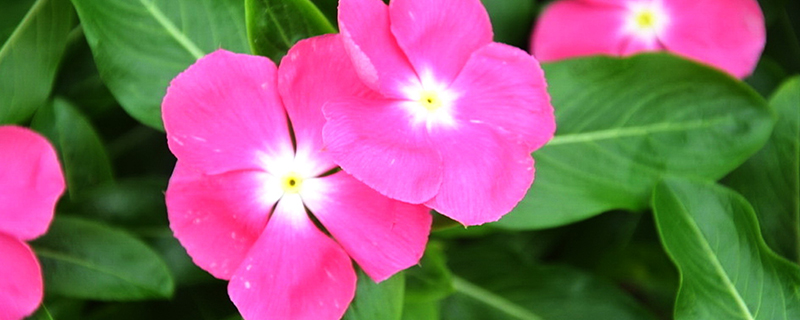 长春花可以直接扦插么