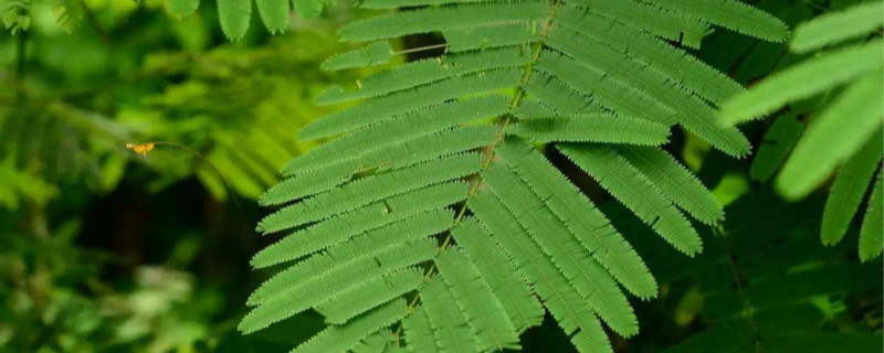 羽叶金合欢可以扦插吗