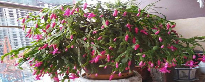 蟹爪兰秋季能扦插吗