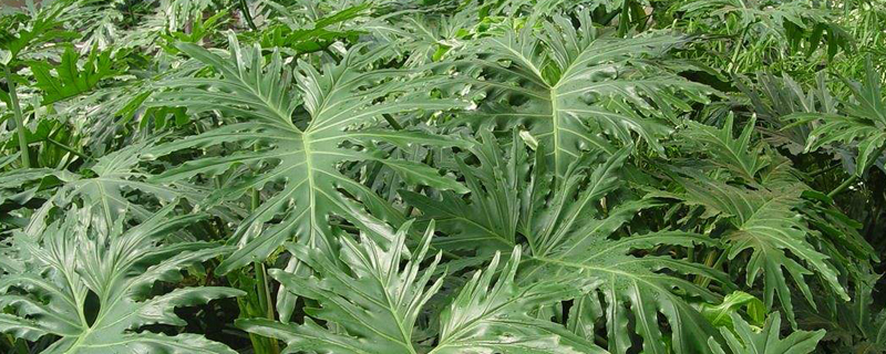 小天使扦插方法