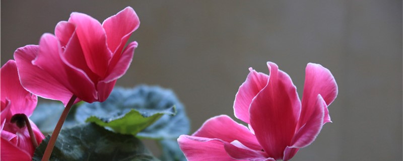 仙客来可以扦插吗