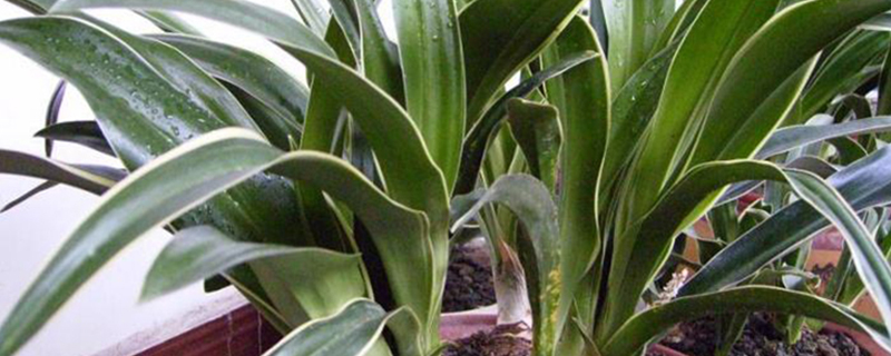 万年青树如何扦插