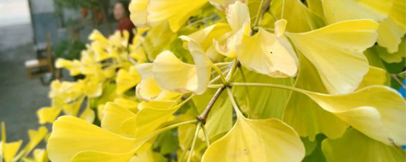 怎样弯曲银杏树做盆景