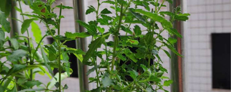 小木槿突然枯萎怎么回事