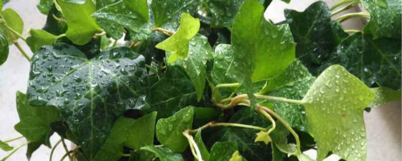常春藤叶子一碰就掉怎么回事