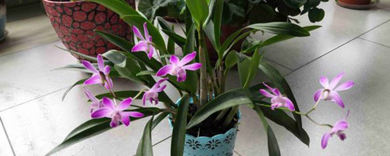 澳洲石斛一年开几次花