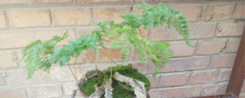 狼尾蕨为什么难养