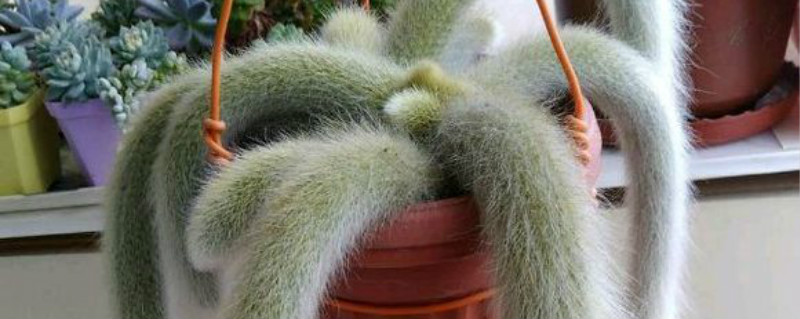 猴尾柱怎么养爆盆