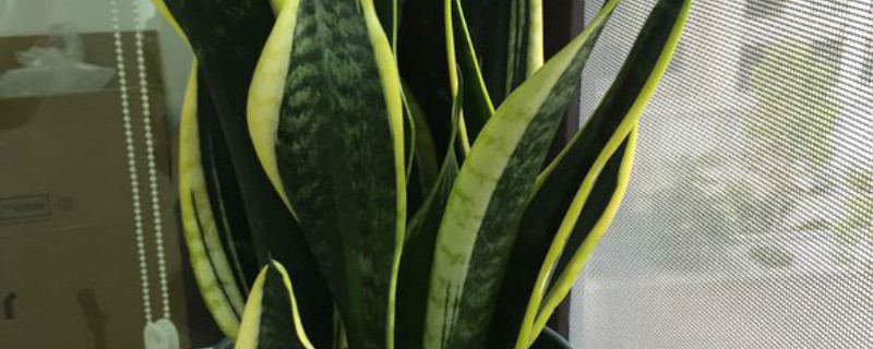 虎皮兰夏天能施肥吗