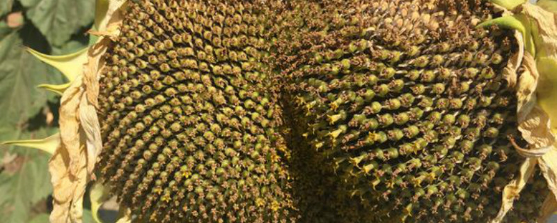 葵花什么时候上硼肥