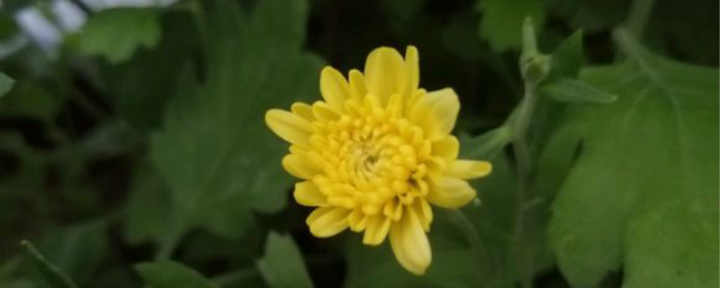 菊花叶子黄了怎么恢复