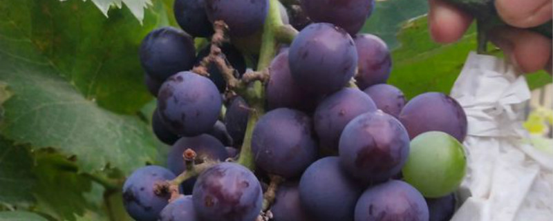 葡萄根系弱怎么补救