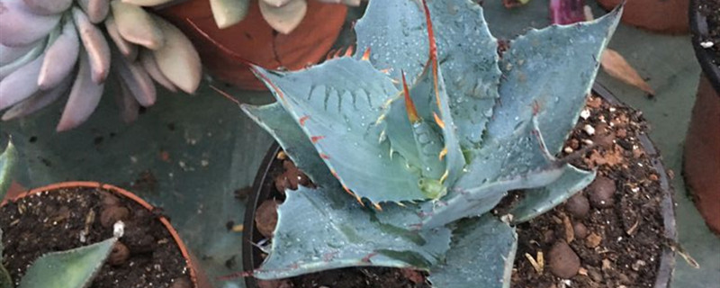 褐刺龙舌兰的别名