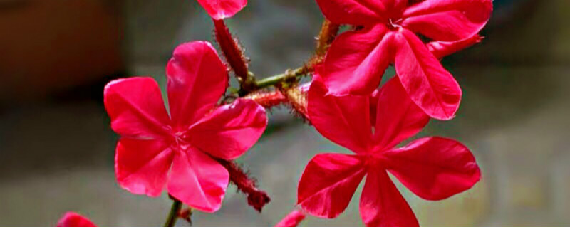 红雪花的养殖方法