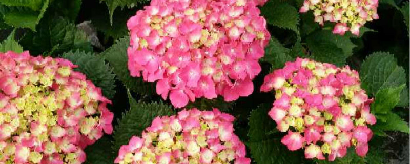 绣球花几月份移栽