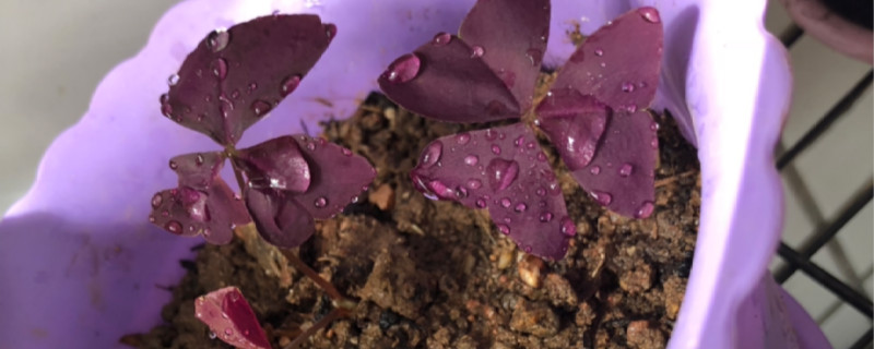 紫色幸运草怎么养