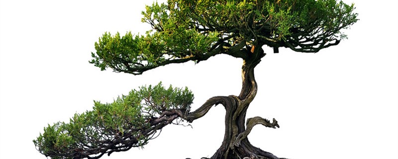 盆景扎的铁丝多久可拆