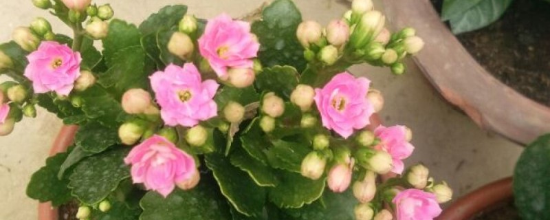 长寿花长白的黏的虫子怎么办