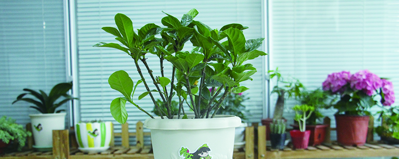 好看的白花盆栽