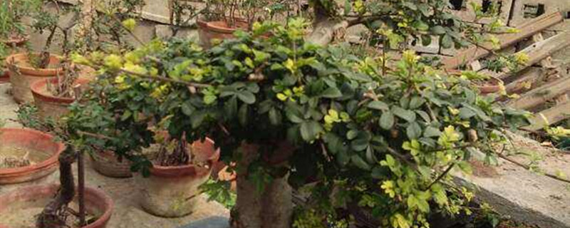 白蜡病虫害防治