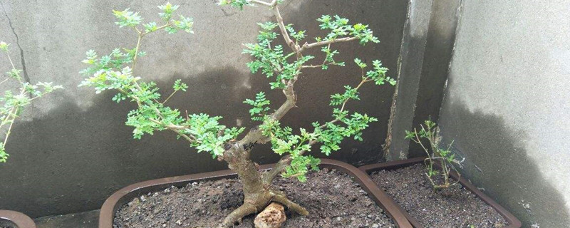 对节白蜡培养土配方