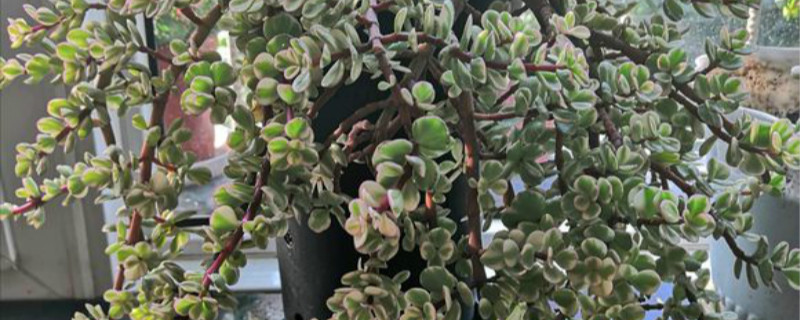 如何给雅乐之舞浇水