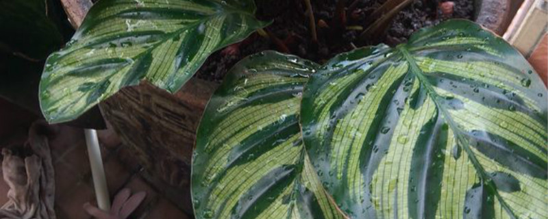 如何给孔雀竹芋浇水