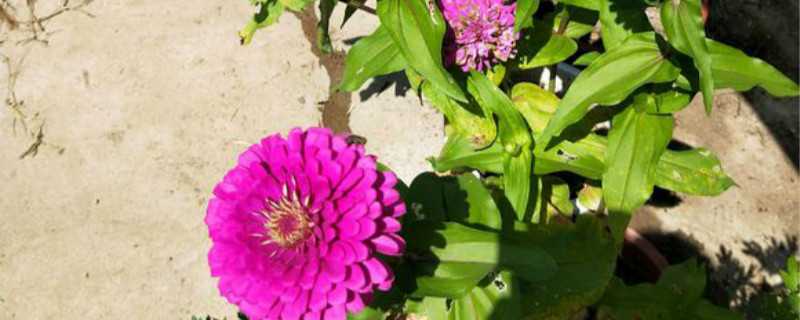 如何给百日草浇水