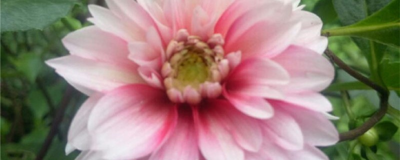 大丽花扦插用什么土