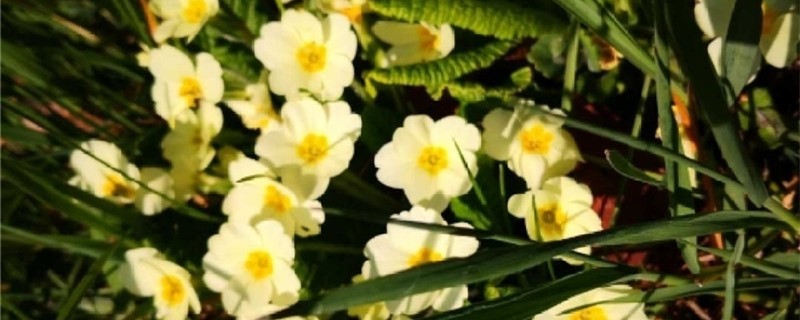 报春花怎么扦插生根