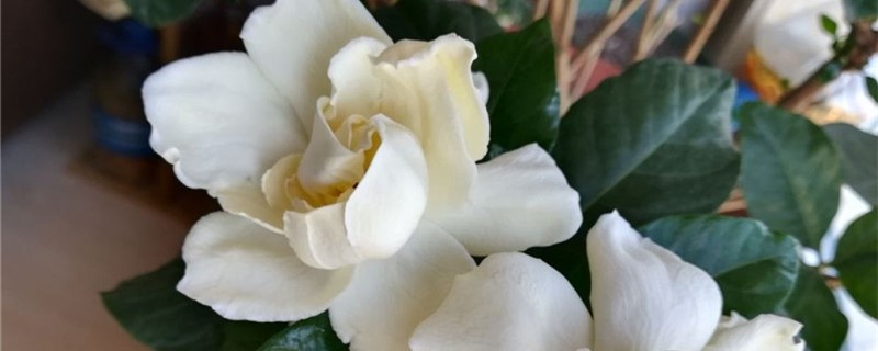 盆栽栀子花为什么不活