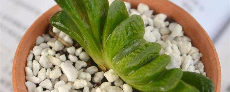 如何给玉扇浇水